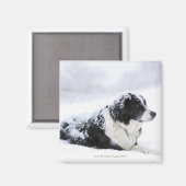 Sheepdog(Akbash/collie mix)は次の時間帯に横たわっていた マグネット (正面/裏面)