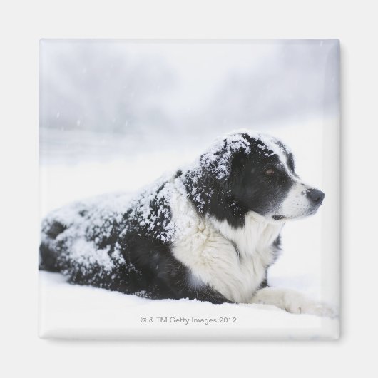 Sheepdog(Akbash/collie mix)は次の時間帯に横たわっていた マグネット (正面)