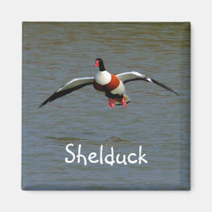 Shelduck マグネット