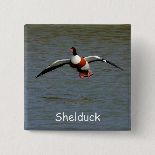 Shelduck 缶バッジ (正面)
