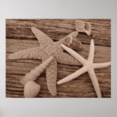 Shell Collection ポスター (正面)