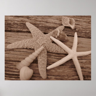 Shell Collection ポスター