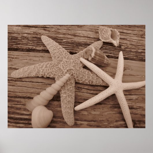 Shell Collection ポスター (正面)