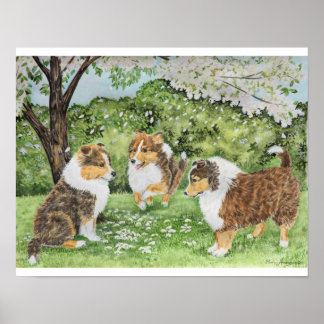 Sheltie Spring ポスター