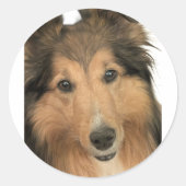 Sheltie Stickers ラウンドシール (正面)