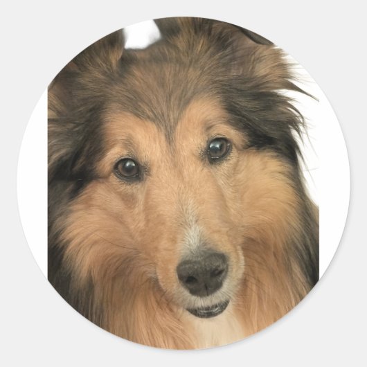 Sheltie Stickers ラウンドシール (正面)