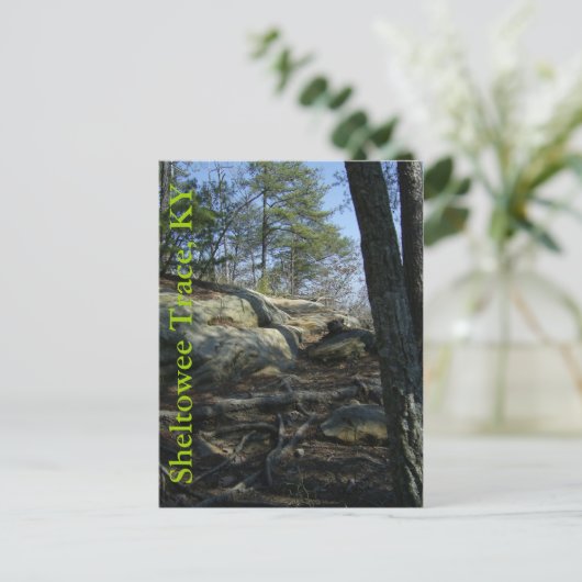 Sheltowee Trace、KY ポストカード (スタンド正面)