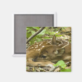 Shenandoah NP、バージニア州、米国 マグネット (正面/裏面)