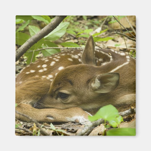 Shenandoah NP、バージニア州、米国 マグネット (正面)