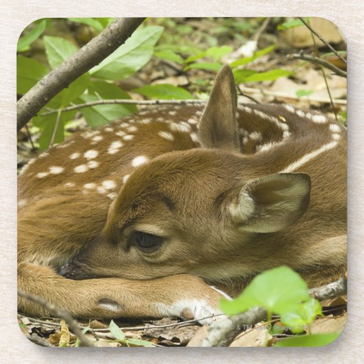 Shenandoah NP、ヴァージニア、米国 コースター (正面)