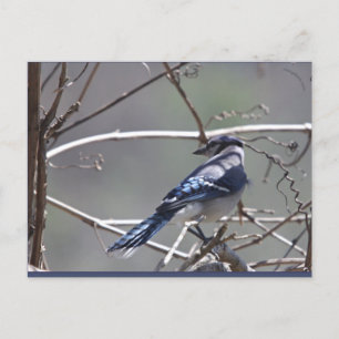Shenandoah Valley Birds: Blue Jay/(鳥)ショウジョウコウカンチョウ ポストカード