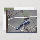 Shenandoah Valley Birds: Blue Jay/(鳥)ショウジョウコウカンチョウ ポストカード (正面/裏面)