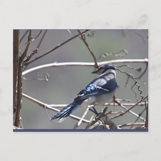 Shenandoah Valley Birds: Blue Jay/(鳥)ショウジョウコウカンチョウ ポストカード (正面)
