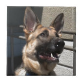 Shep タイル (正面)