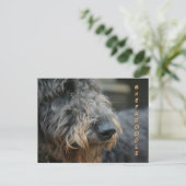 Shepadodleプロフィールのクローズアップ写真はがき ポストカード (スタンド正面)