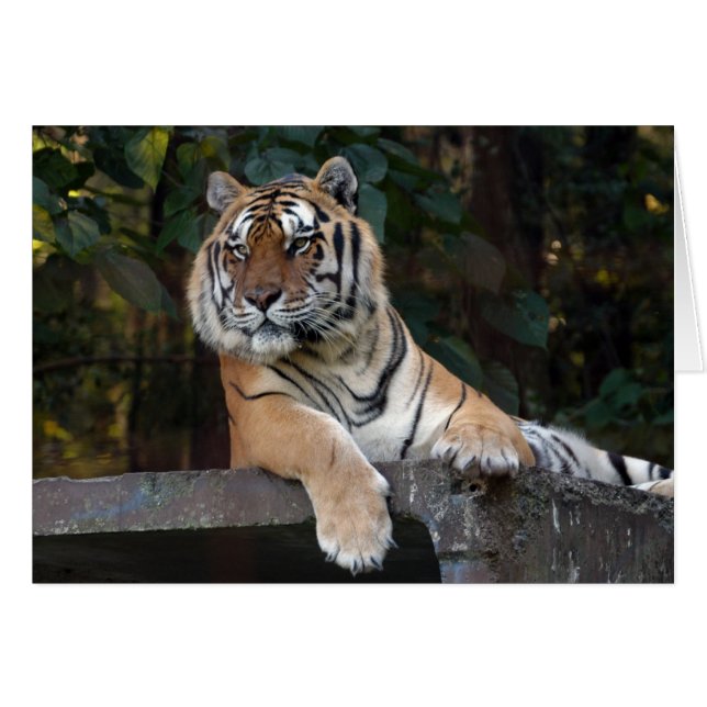 Shere-Khan-b-8 (正面横)