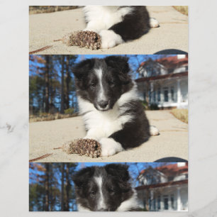 shet shp黒と白の子犬 チラシ