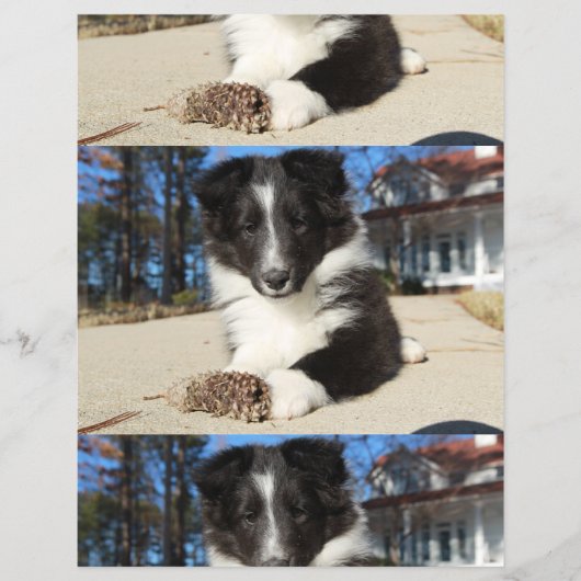 shet shp黒と白の子犬 チラシ (正面)