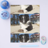 shet shp黒と白の子犬 チラシ (シングル)