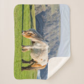 Shetland Pony on Pasture Near High Cliffs シェルパブランケット (正面)