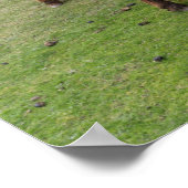 Shetland Pony on Pasture Near High Cliffs ポスター (角)