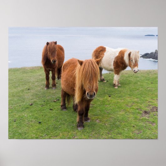 Shetland Pony on Pasture Near High Cliffs ポスター (正面)