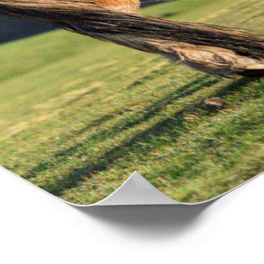 Shetland Pony On Pasture Near High Cliffs ポスター (角)