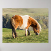 Shetland Pony On Pasture Near High Cliffs ポスター (正面)
