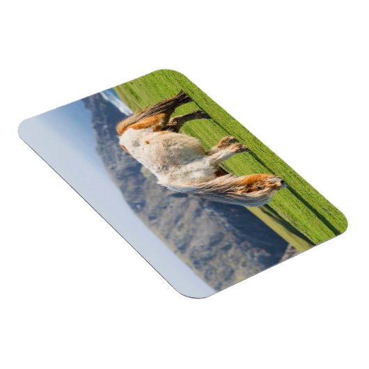 Shetland Pony on Pasture Near High Cliffs マグネット (右側)