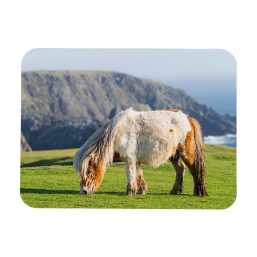Shetland Pony on Pasture Near High Cliffs マグネット (横)