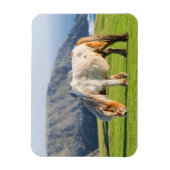 Shetland Pony on Pasture Near High Cliffs マグネット (縦)