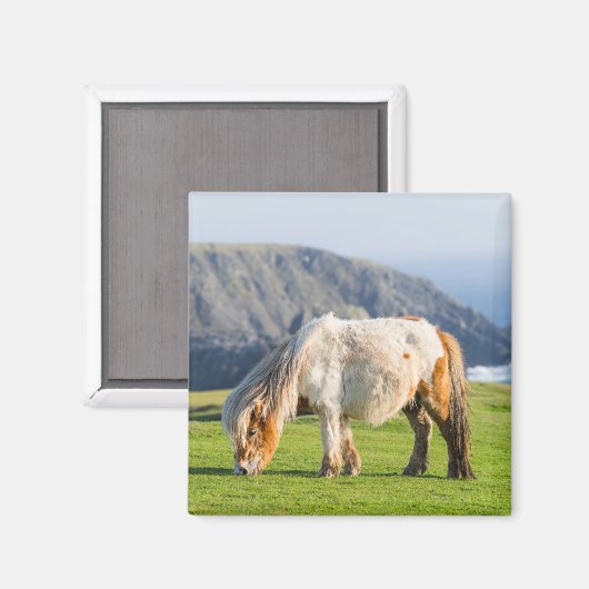 Shetland Pony on Pasture Near High Cliffs マグネット (正面/裏面)