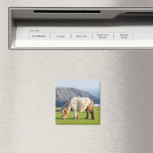 Shetland Pony on Pasture Near High Cliffs マグネット (インサイチュ (食洗機))