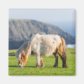 Shetland Pony on Pasture Near High Cliffs マグネット (正面)
