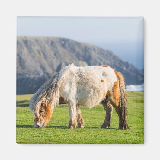 Shetland Pony on Pasture Near High Cliffs マグネット (正面)