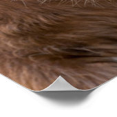 Shetland Pony on the Island of Unst ポスター (角)