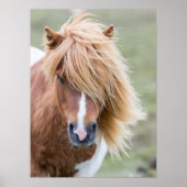 Shetland Pony on the Island of Unst ポスター (正面)