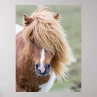 Shetland Pony on the Island of Unst ポスター | Zazzle.co.jp