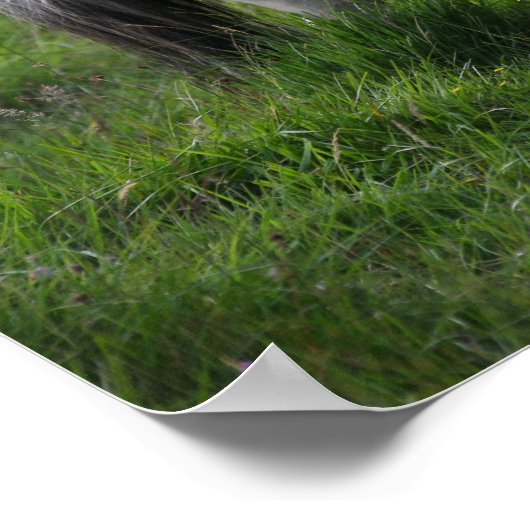 Shetland Pony Stallion Standing In Grass ポスター (角)