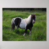 Shetland Pony Stallion Standing In Grass ポスター (正面)