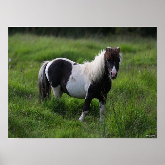 Shetland Pony Stallion Standing In Grass ポスター (正面)