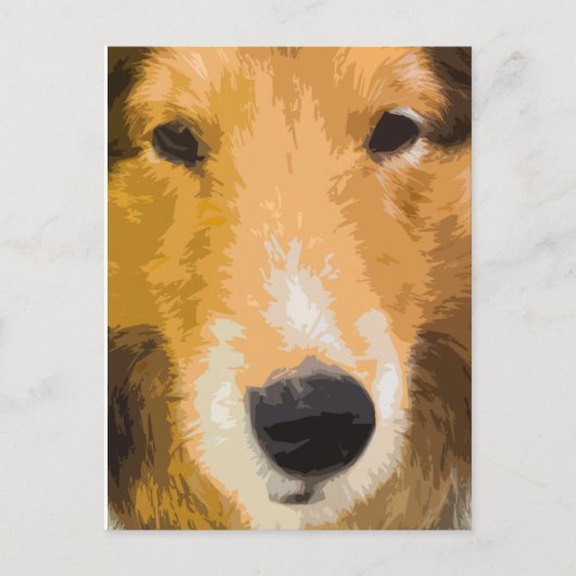 Shetland Sheepdogクローズアップ葉書 ポストカード (正面)