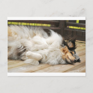 Shetland Sheepdog ポストカード