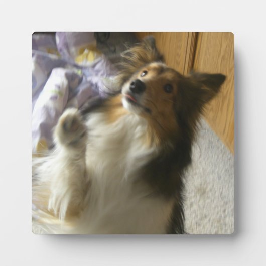 Shetland Sheepdog Begging フォトプラーク (正面)