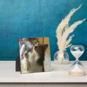 Shetland Sheepdog Begging フォトプラーク (インサイチュ)