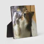 Shetland Sheepdog Begging フォトプラーク (正面)