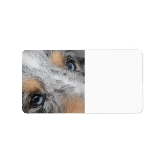 Shetland Sheepdog Blue Merle Eyes ラベル (正面)