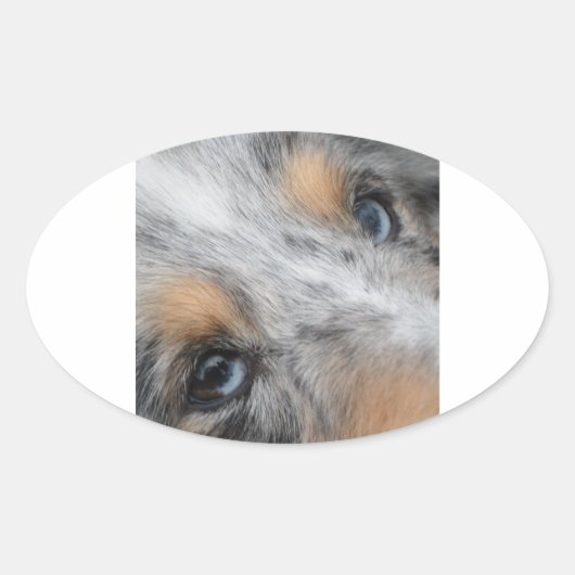 Shetland Sheepdog Blue Merle Eyes 楕円形シール (正面)