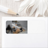 Shetland Sheepdog Blue Tri ラベル (インサイチュ)