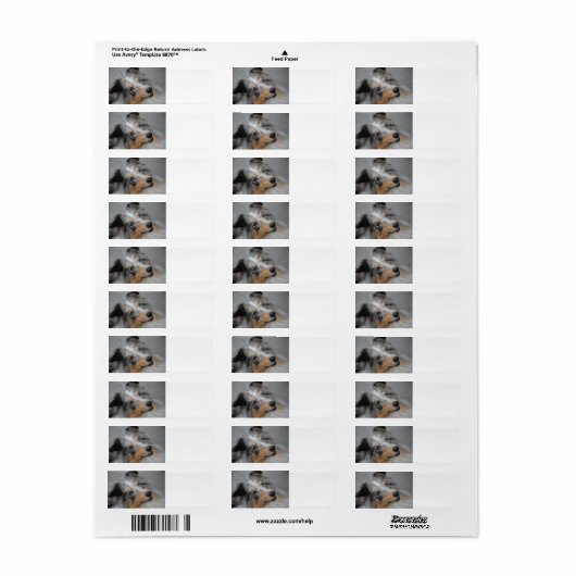 Shetland Sheepdog Blue Tri ラベル (フルシート)